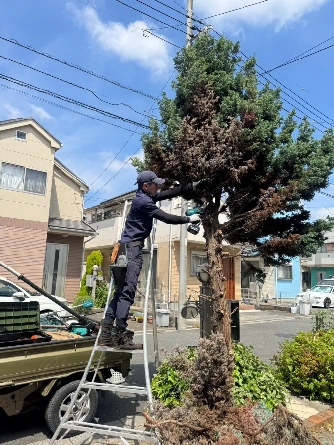 庭木伐採作業
